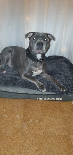 Customer photo review of Ragnar Dog Collar