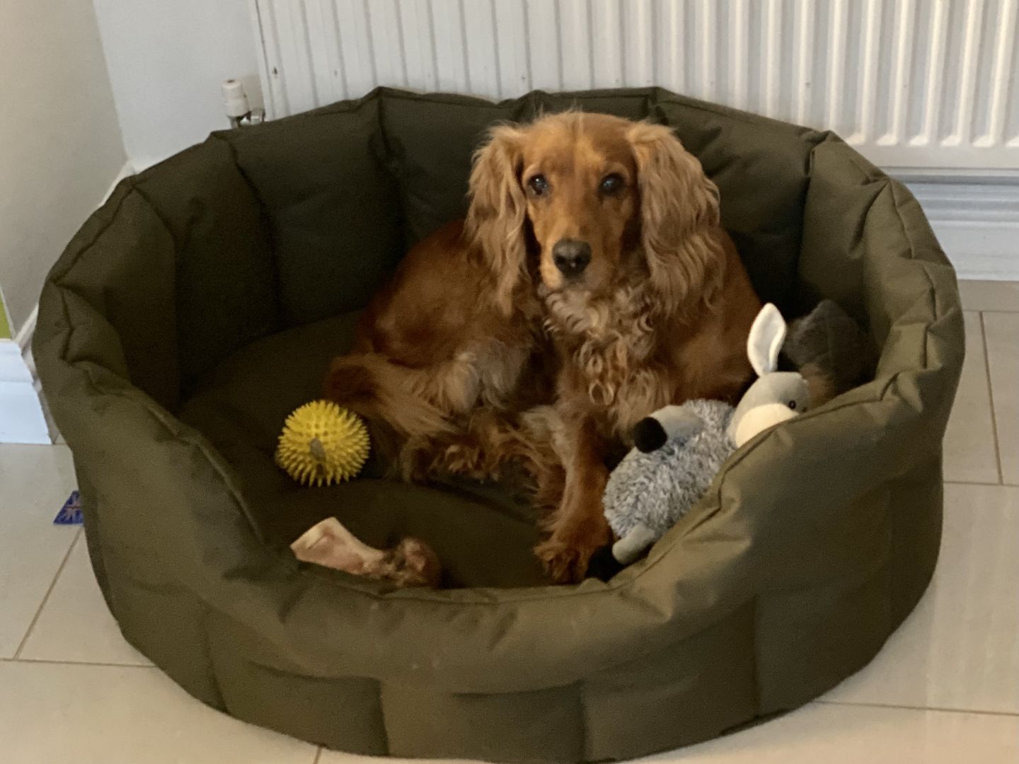 Customer photo review of Country Dog Heavy Duty Oval Waterproof Bed
