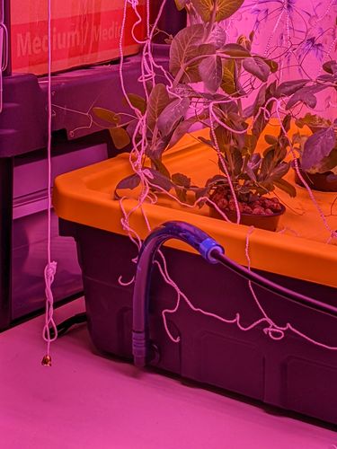 Customer photo review of Sight Tube & Drain Kit For Root Spa DWC Grow Buckets