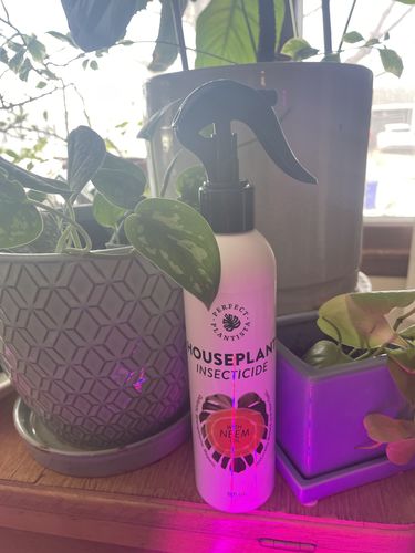 Customer photo review of Houseplant Insecticide w/ Neem