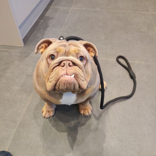 Customer photo review of Ragnar Slip Leash