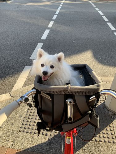 Customer photo review of All In One Pet Carrier Bag | Dog Bike Basket | Backpack for Dogs & Cats | Car Booster Seat