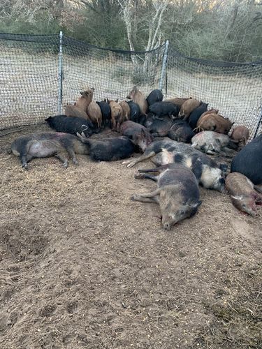 Customer photo review of Pig Brig Trap System