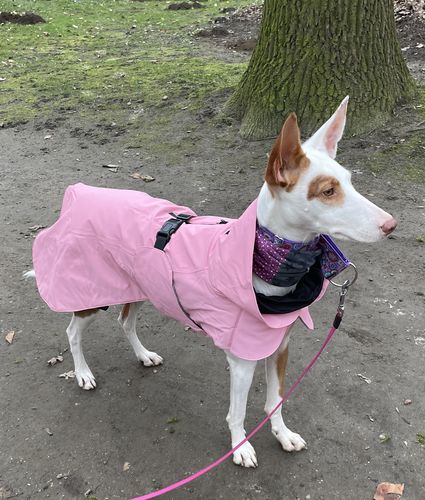 Customer photo review of Visibility Winter Jacket Pink for Dogs