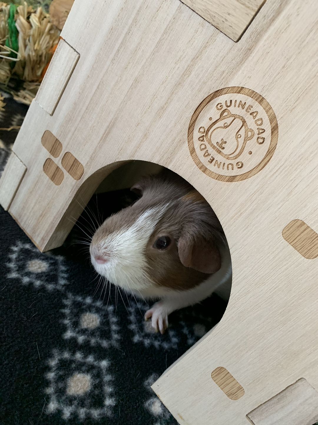 Customer photo review of GuineaDad Queen's Castle