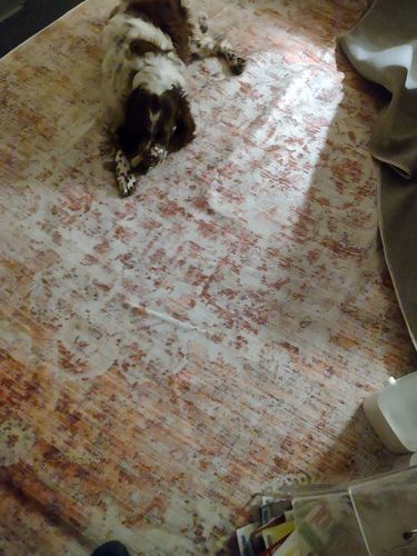 Customer photo review of Senlis Sunset Mandarin Rug