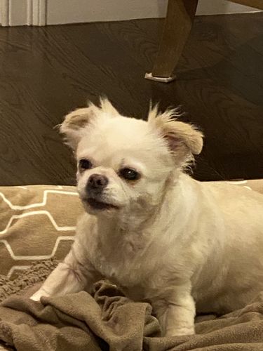 Customer photo review of Pet Tincture 500mg Isolate CBD