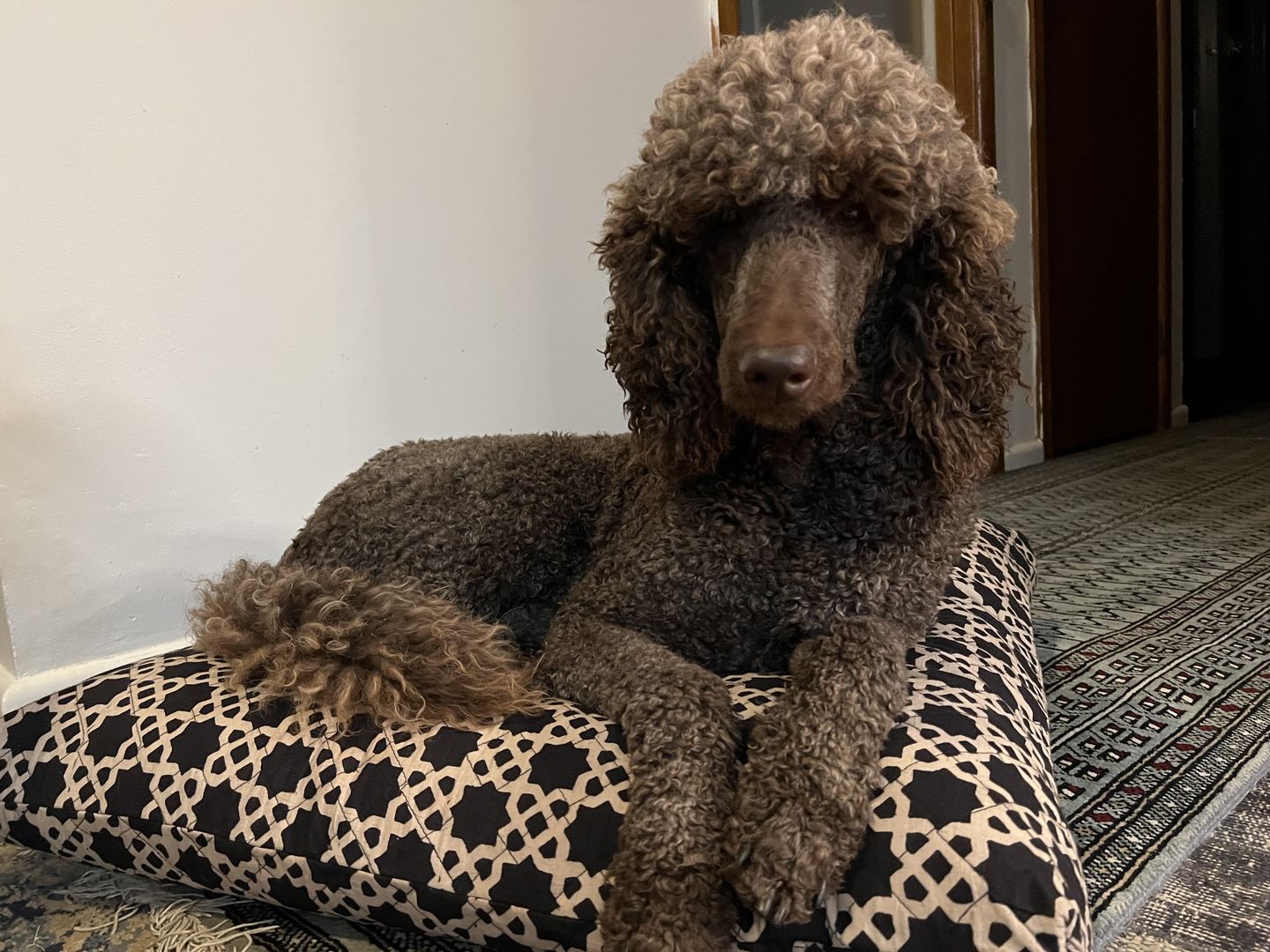 Customer photo review of Akasha - Meditation Cushion Zabuton