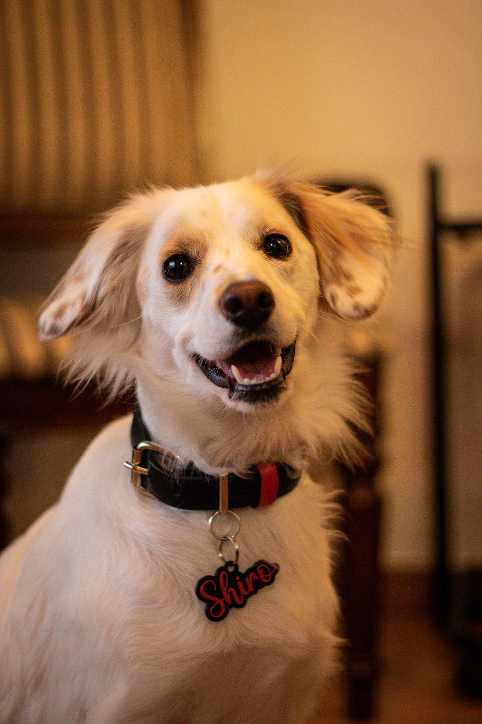 Customer photo review of Collar Duke Negro/Rojo