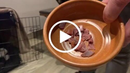 Customer video review of The Perfect Puppy Course