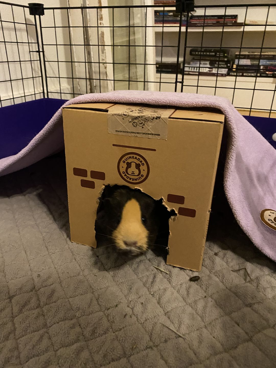 Customer photo review of GuineaDad Crunchy Condo - Pack of 3