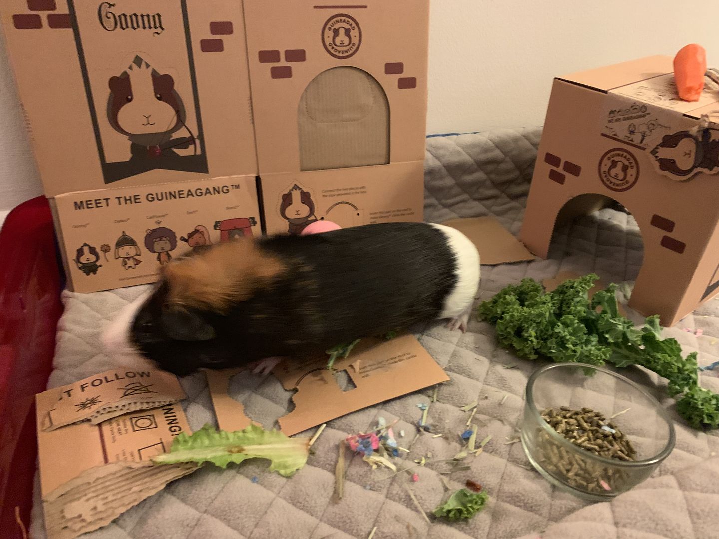 Customer photo review of GuineaDad Crunchy Condo - Pack of 3