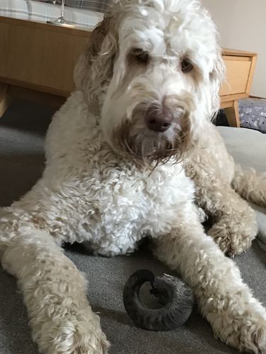 Customer photo review of Anco Lamb Horn