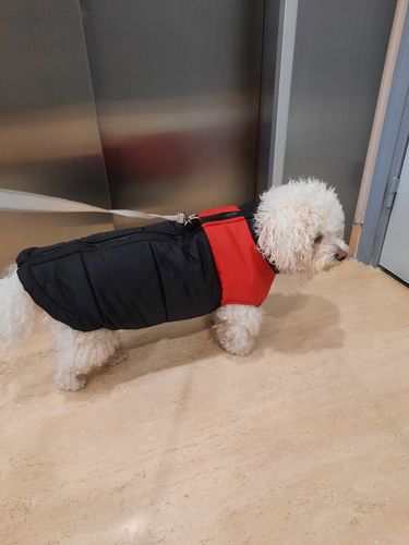 Customer photo review of Manteau Thermique PuppySafe™