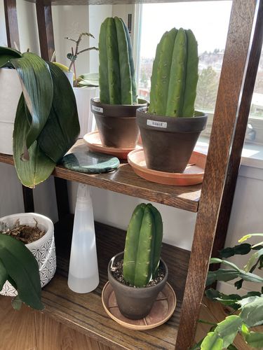 Customer photo review of San Pedro Cactus Cuttings | Echinopsis pachanoi Cuttings