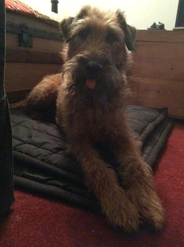 Customer photo review of BAF Yak Chews