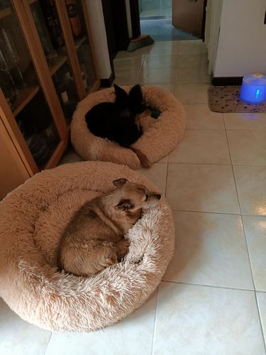 Customer photo review of Cuccia Antistress Per Pelosetti-Super Cucciolo®