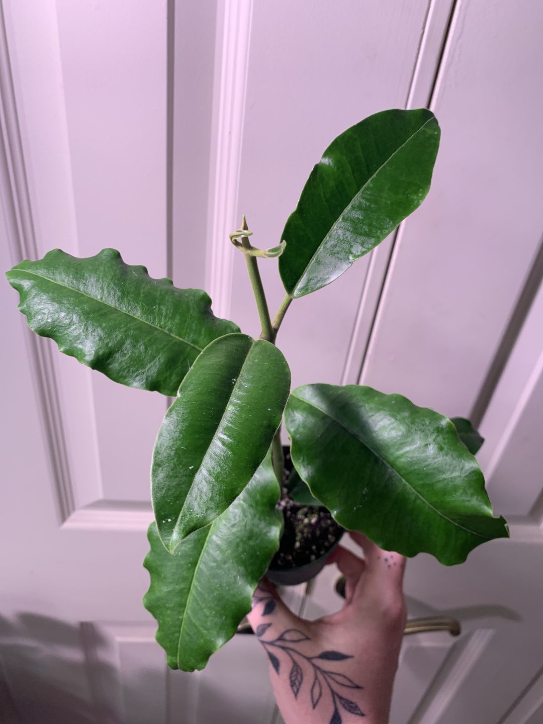 Customer photo review of 3" Hoya imperialis