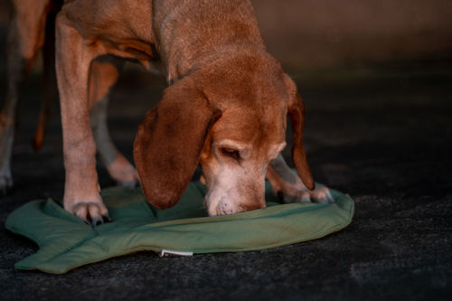 Customer photo review of Playmat - Leaf