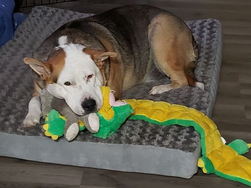 Customer photo review of CANINE CUSH