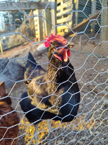 Customer photo review of GrubTerra Dried Larvae