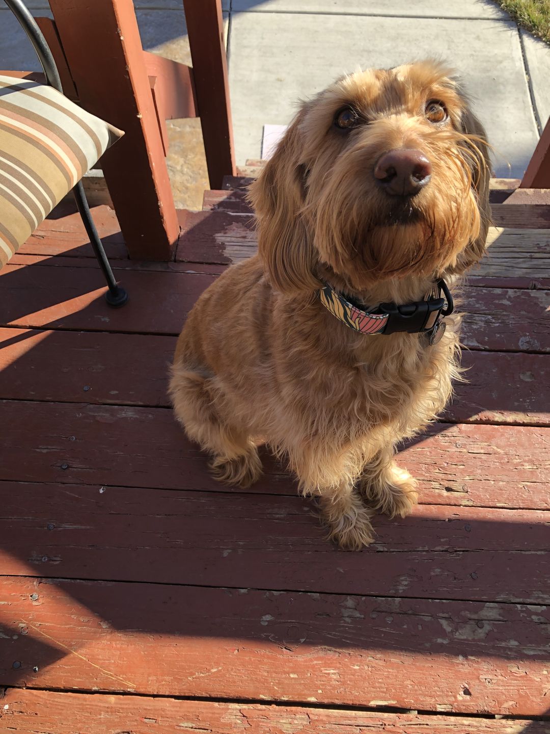 Customer photo review of NOOM: Artist Series Collar