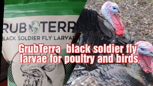 Customer photo review of GrubTerra Dried Larvae