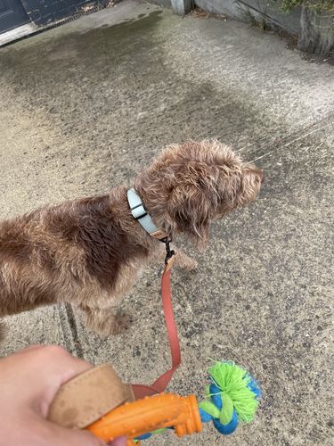 Customer photo review of Terracotta Leash