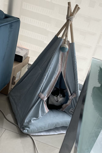 Customer photo review of Teepee Pet Tent with Cushion Pet Bed