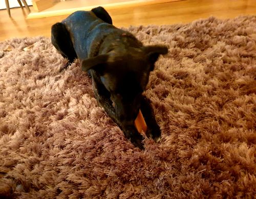 Customer photo review of Everest Dog Yak Chews