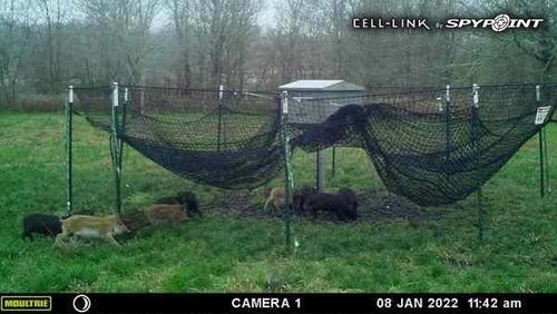 Customer photo review of Pig Brig Trap System