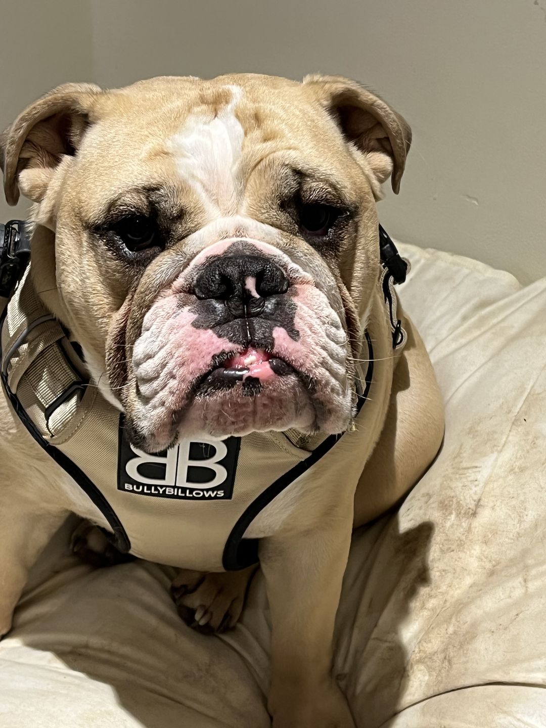 Customer photo review of ID Dog Tag - Rose Gold (With Gift Box)