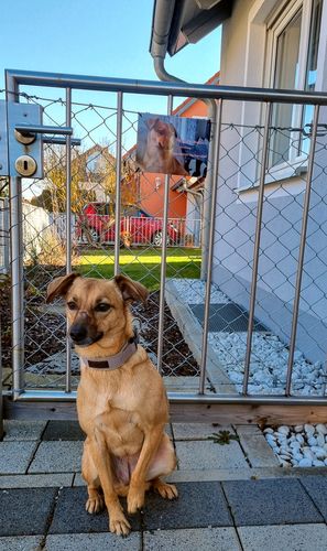 Customer photo review of Hunde-Türschild mit Foto & Wunschtext