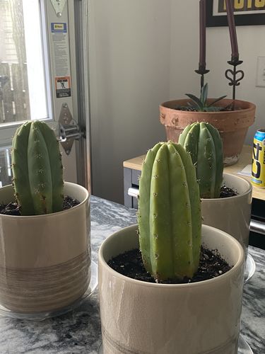 Customer photo review of San Pedro Cactus | Echinopsis pachanoi