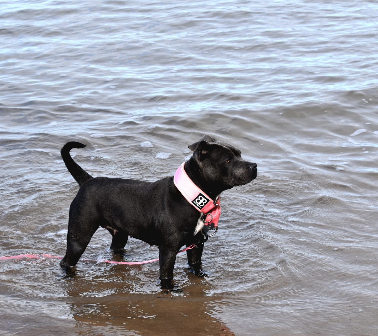 Customer photo review of 5cm RR Collar | Soft Padded & Reflective | Series 2 - Pink