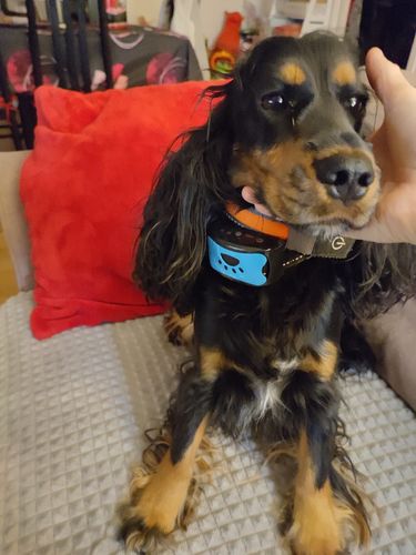 Customer photo review of Collier Anti Aboiement PuppySafe