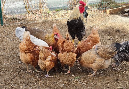 Customer photo review of BlackTasty™ Getrocknete Soldatenfliegenlarven