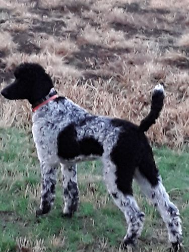 Customer photo review of Meal Variety Pack Auto renew (Ships every 2 Weeks)