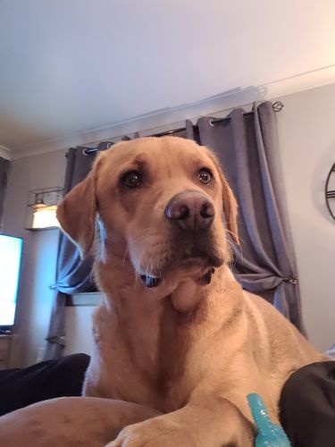 Customer photo review of Natures Variety Freeze Dried Meat Bites 100% Chicken 20g