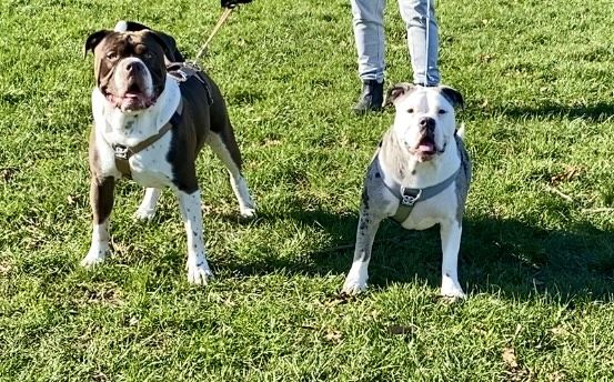Customer photo review of Double Ended Training Lead | All Breeds - Durable & Soft 2m Lead - Military Tan