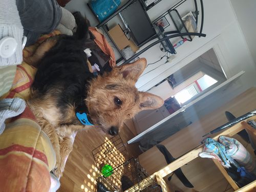 Customer photo review of Collier Anti Aboiement PuppySafe