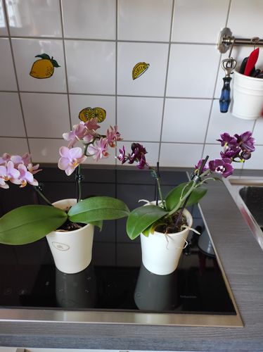 Customer photo review of Duftorchidee Peaches mit rosa-orangenen Blüten