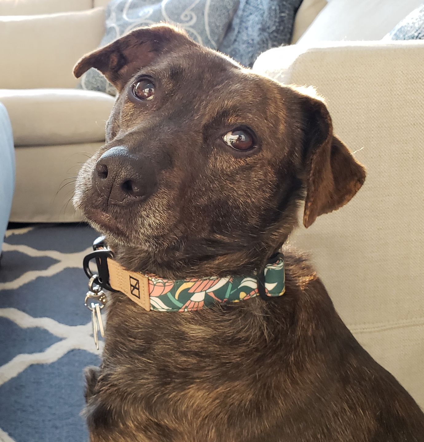 Customer photo review of NOOM: Artist Series Collar
