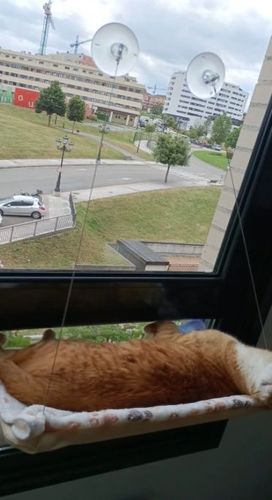 Customer photo review of CatMock™ Cat Hammock | Bara det Bästa för din kära Katt
