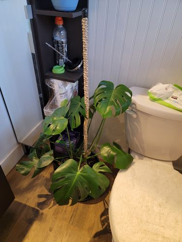 Customer photo of Value Deal! COIR POLE ULTIMATE STARTER PACK - Best Seller - For Climbing Plants - Plant Support - Hand Made Coir Pole - Premium Coir Pole from Gina H.