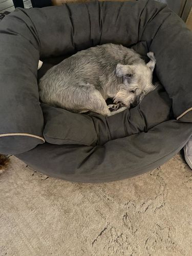 Customer photo review of Winter Deep Sleep Sofa Dog Bed