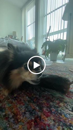 Customer video review of Hairy Cow Ears - Natural Beef Ears with Hair