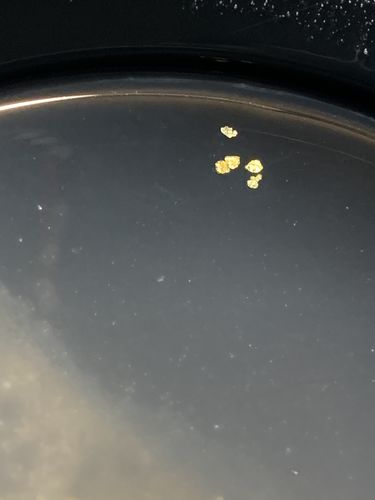 Customer photo review of Elite 'NUGGET CHASE' - Gold Panning Paydirt Concentrate