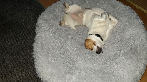 Customer photo review of Hundebett rund Wuscheldonut