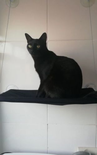 Customer photo review of CatMock™ Cat Hammock | Bara det Bästa för din kära Katt